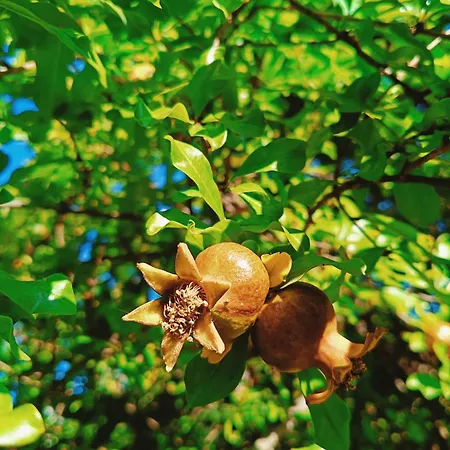 Гостевой дом Brezza Marina Piras Maria Cristiana