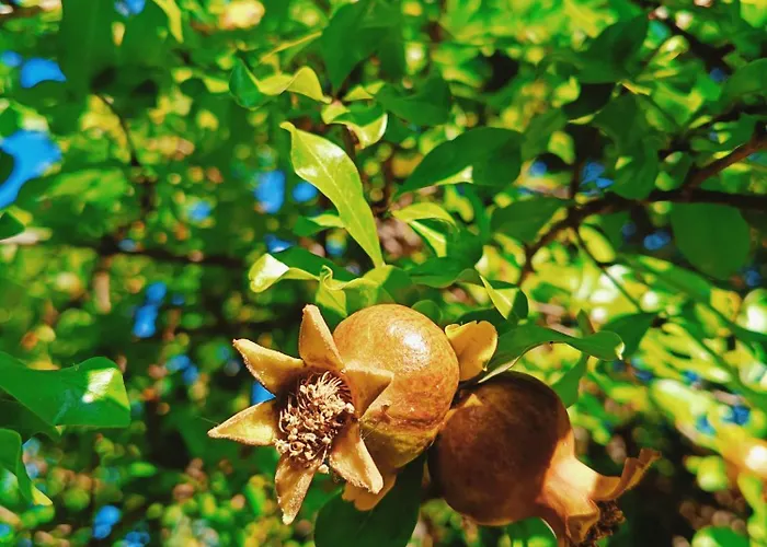 Gasthof Brezza Marina Piras Maria Cristiana